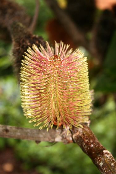 Banksia Robur