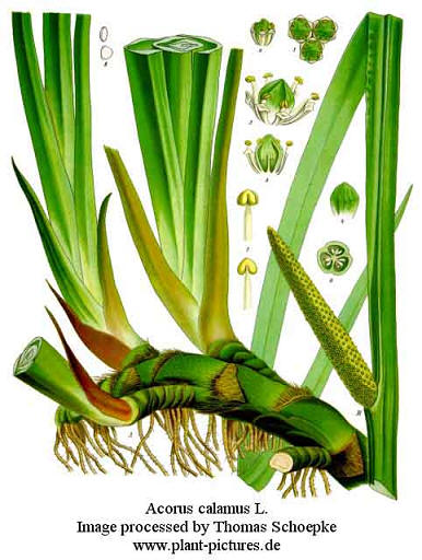 Acorus calamus