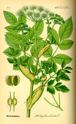 Angelica selvatica