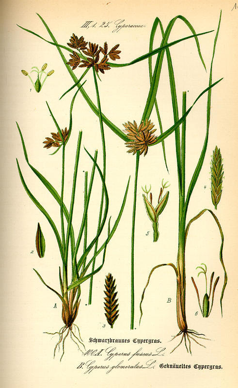 Cyperus Glomeratus