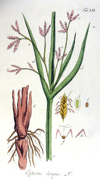 Cyperus Longus