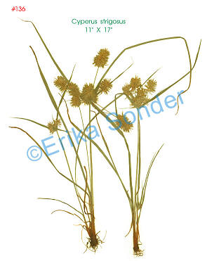 Cyperus Strigogus