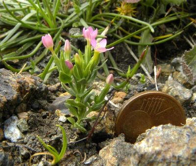 Centarrium pulchellum