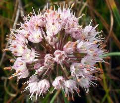 allium suaveolens