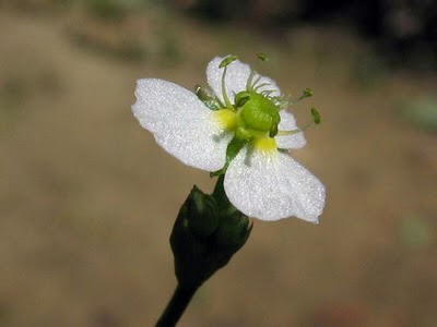 Alisma plantago aquatica