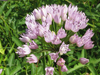 allium angulosum