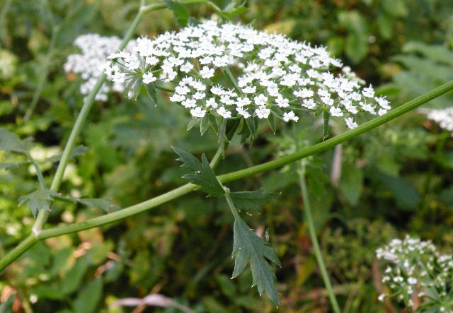 berula erecta