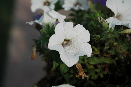 campanella bianca