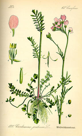 cardamine pratensis