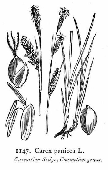 carex panicea