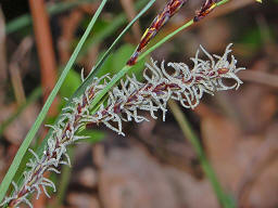 carex rostrata