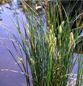 carex vescicaria