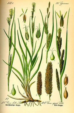 carex riparia