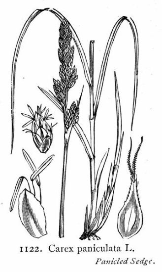 carex paniculata