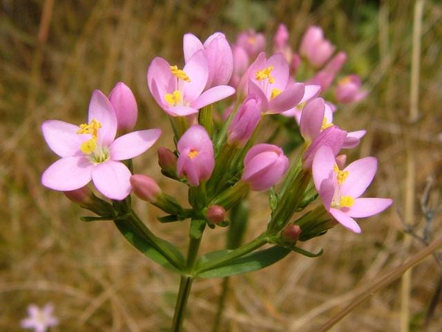 centaurium erytraea