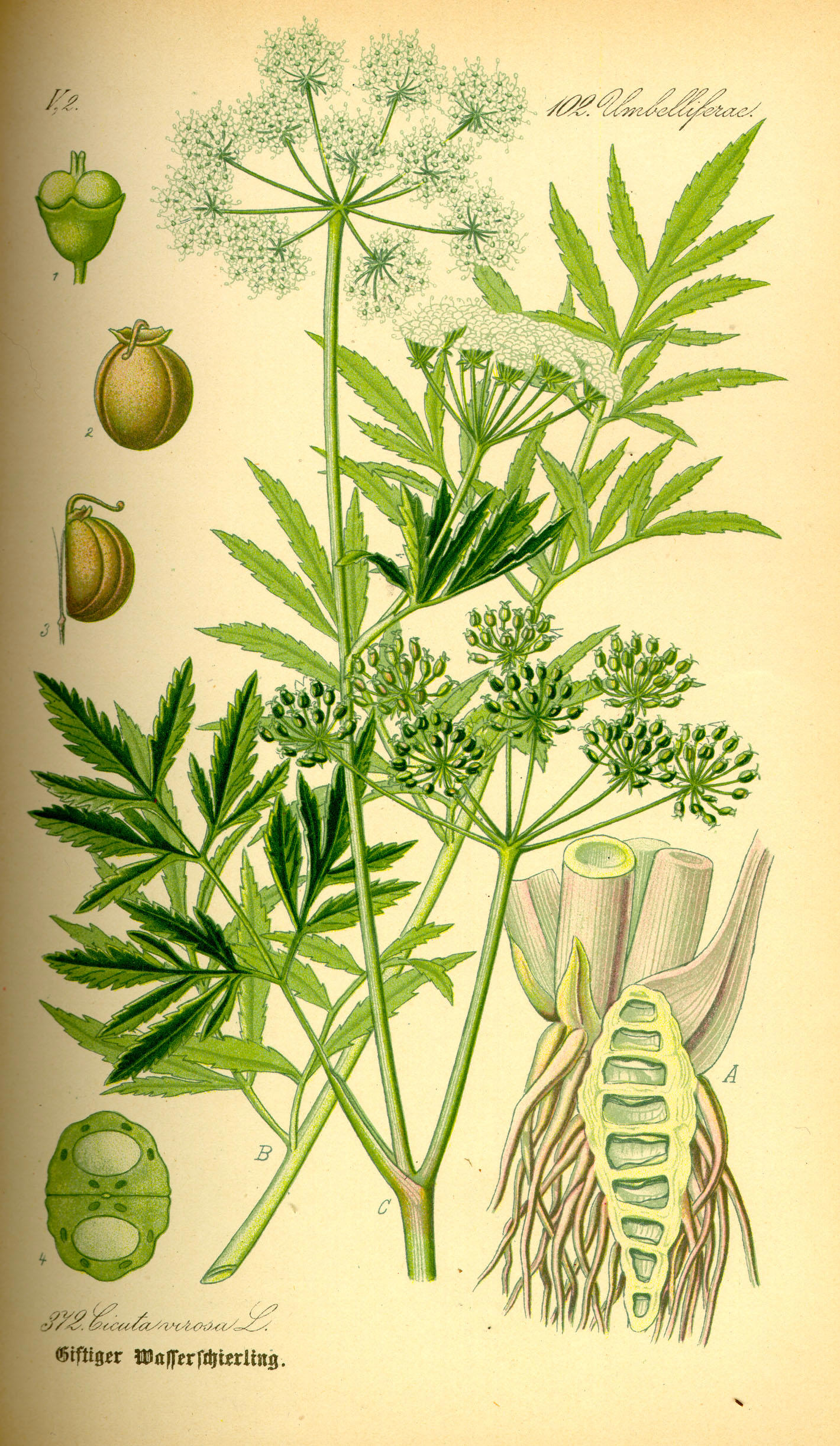 cicuta virosa