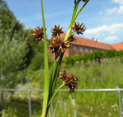 claudium mariscus foto