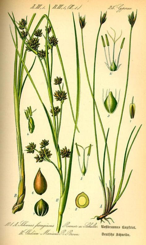 Claudium mariscus