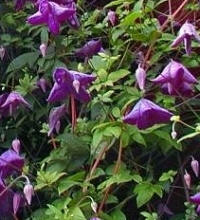 clematis viticella