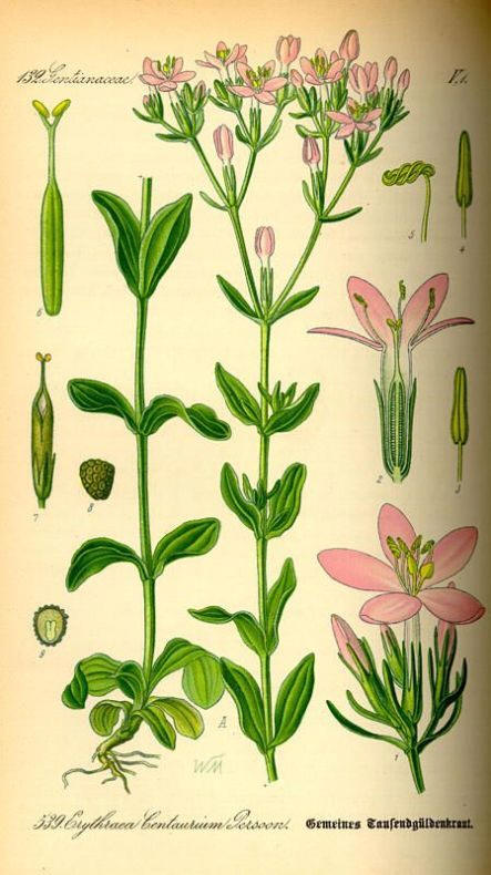 centaurium erythraea