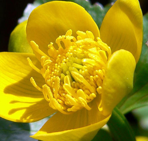 caltha palustris