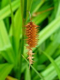 carex pseudocyperus