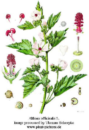 althea officinalis