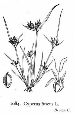 cyperus fuscus