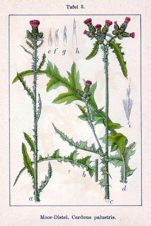 cirsium palustre