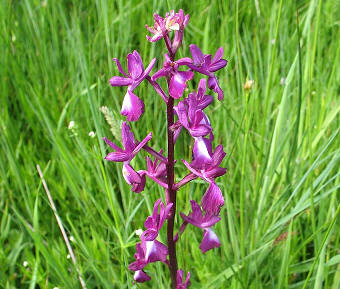 anacamptis laxiflora