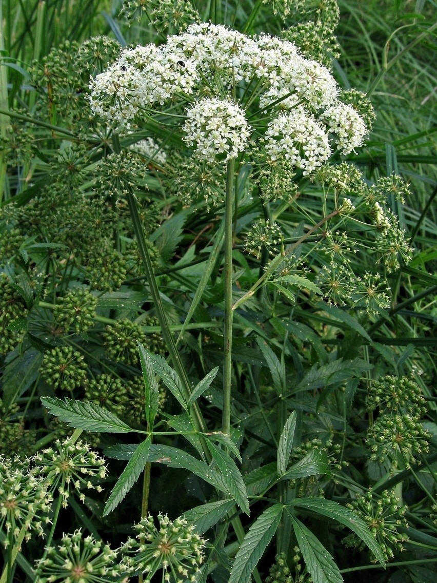 cicuta virosa